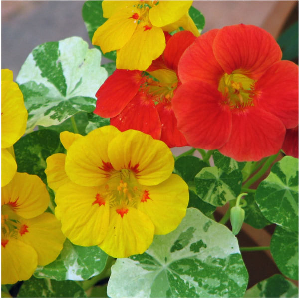 Double Gleam Nasturtium Seeds For Planting (Tropaeolum majus)