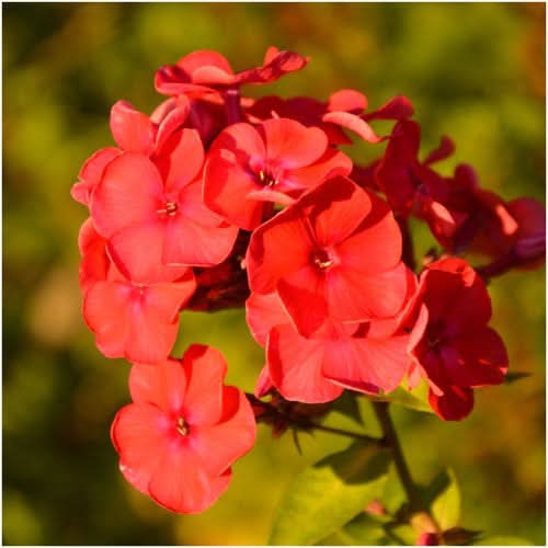 Red Drummond Phlox Seeds For Planting (Phlox Drummondii)