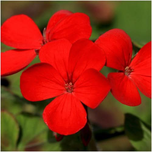 Red Drummond Phlox Seeds For Planting (Phlox Drummondii)