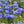 dwarf blue cornflower seeds for planting