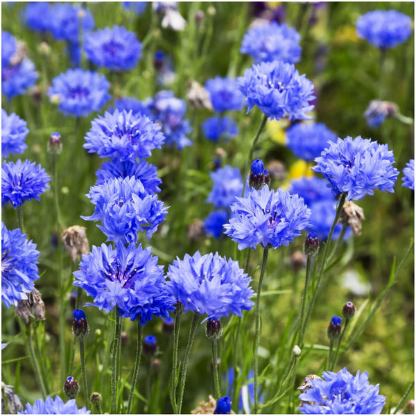 blue flower seeds suikoden Dwarf Blue Cornflower Seeds For Planting (Centaurea cyanus) Seed Needs – Seed Needs LLC