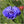 dwarf blue cornflower seeds for planting