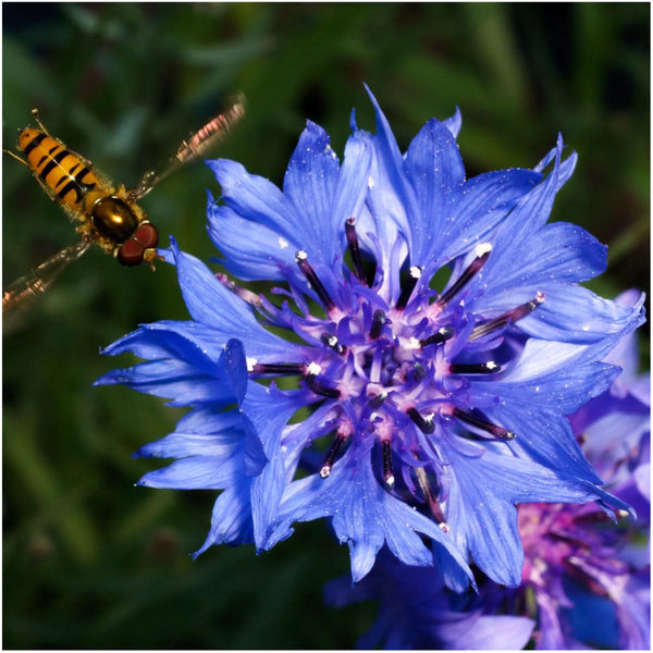 dwarf blue cornflower seeds for planting