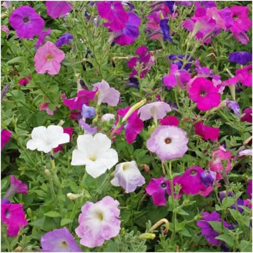 dwarf mixed petunia