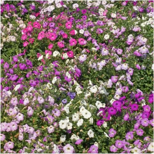 dwarf mixed petunia