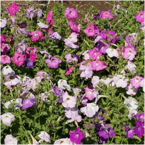 dwarf mixed petunia