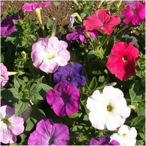 dwarf mixed petunia