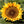 dwarf sunspot sunflower seeds for planting