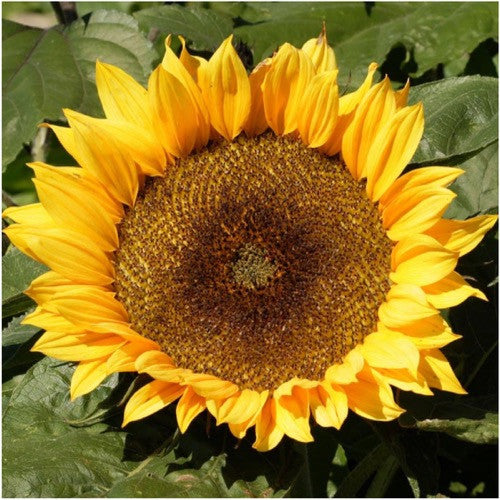 Dwarf Sunspot Sunflower Seeds For Planting (Helianthus annuus)