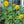 dwarf teddy sunflower seeds for planting
