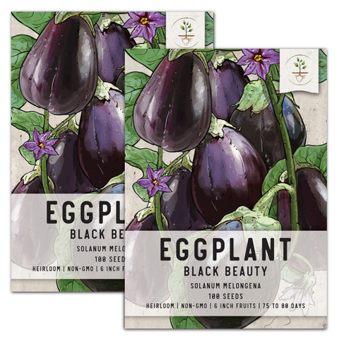 Black Beauty Eggplant Seeds For Planting (Solanum melongena)
