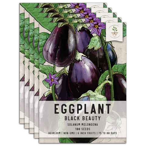 Black Beauty Eggplant Seeds For Planting (Solanum melongena)