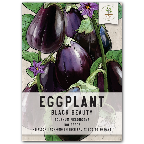 Black Beauty Eggplant Seeds For Planting 