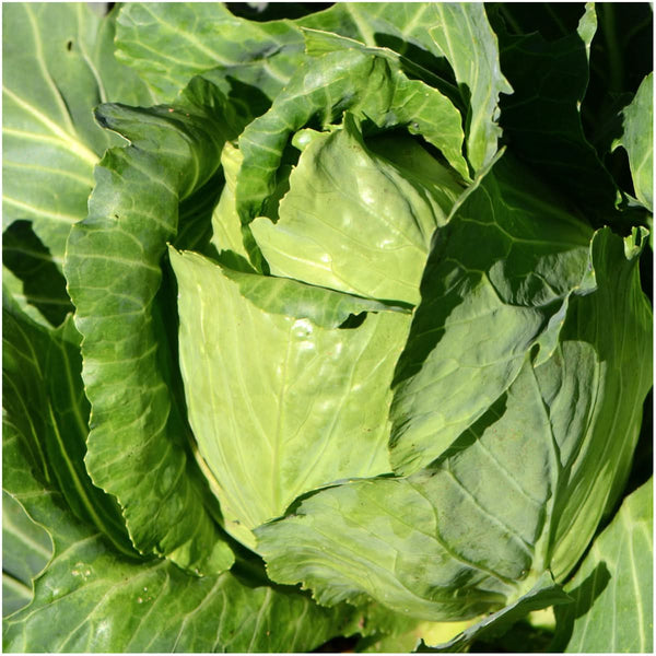 Early Jersey Wakefield Cabbage