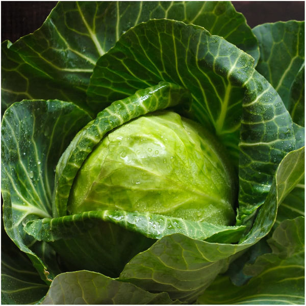 Early Round Dutch Cabbage Seeds For Planting (Brassica oleracea)
