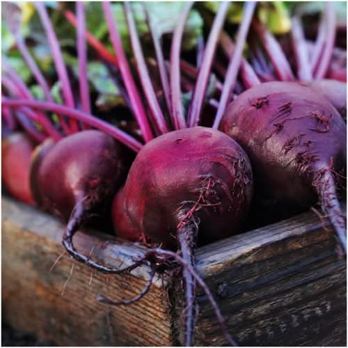 Early Wonder Tall Top Beet Seeds For Planting (Beta vulgaris)