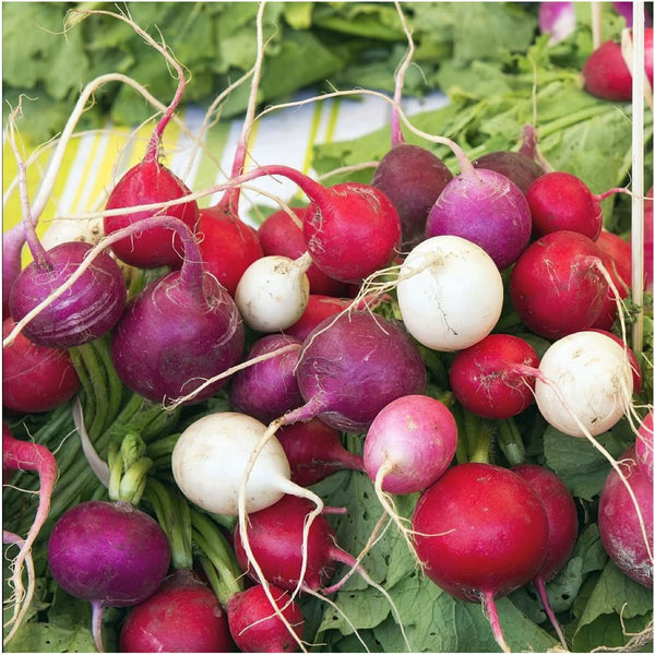 Easter Egg Radish Seeds For Planting (Raphanus sativus)