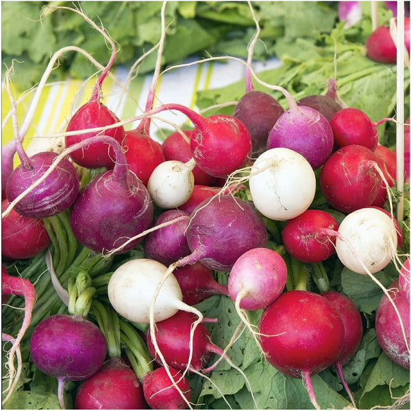 Radish Seed Collection