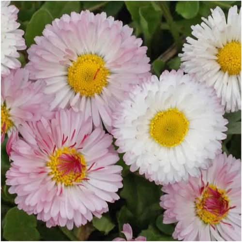 English Daisy Seed Mixture (Bellis perennis)