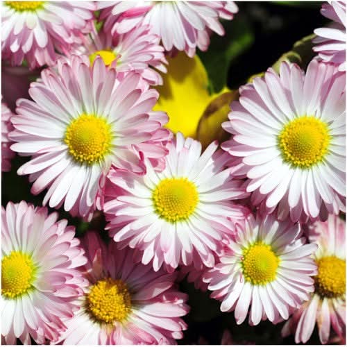 Seed Needs English Daisy Seeds - Thumbnail 2