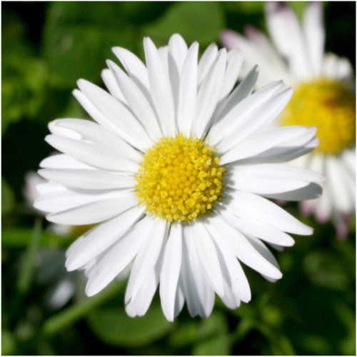 white english daisy seeds for planting