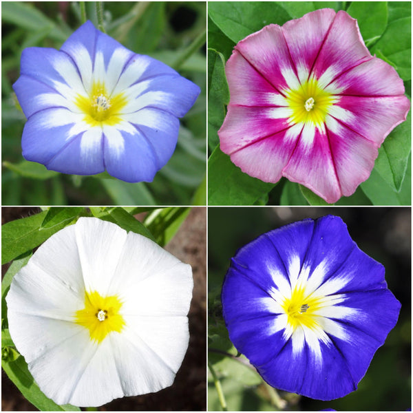 ensign mixture morning glory