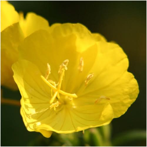 evening primrose seeds for planting