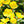 evening primrose seeds for planting