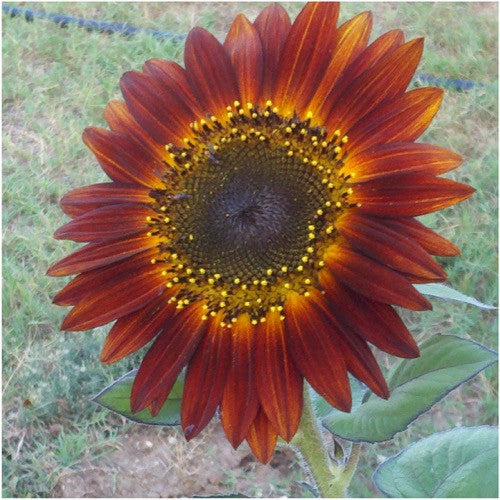 evening sun sunflower