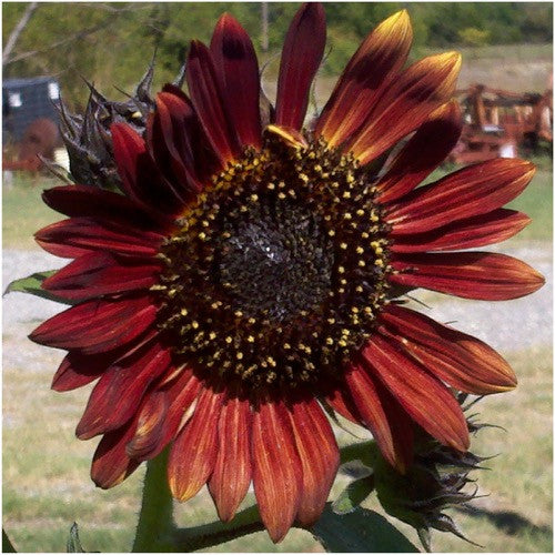 Evening Sun Sunflower Seeds For Planting (Helianthus annuus)