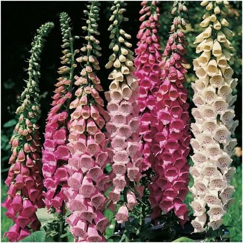 excelsior blend foxglove seeds for planting