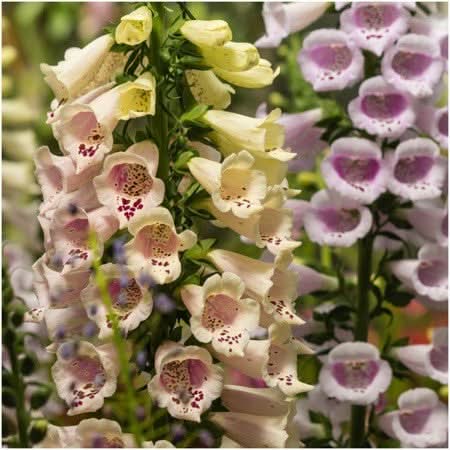 Deer Resistant Wildflower Mixture