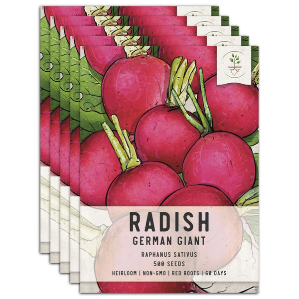 German Giant Radish Seeds For Planting (Raphanus sativus)