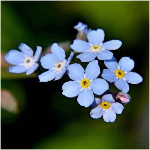 Blue Forget-Me-Not Seeds For Planting (Myosotis sylvatica)