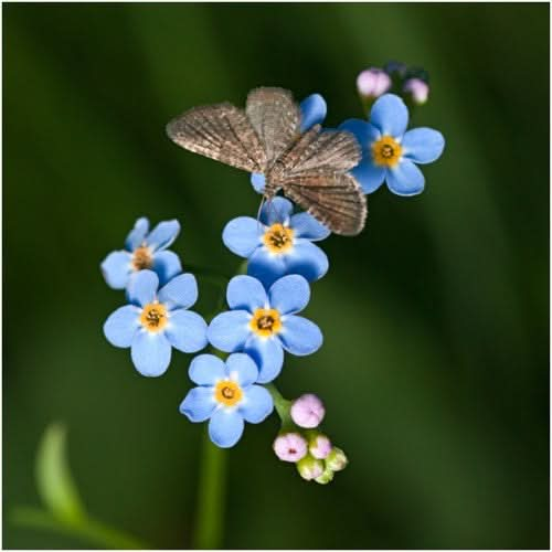 200 Forget Me Not Seeds-myosotis Sylvatica Seeds-blue Forget Me Not-b648-easy  to Grow Excellent Perennial -  Israel