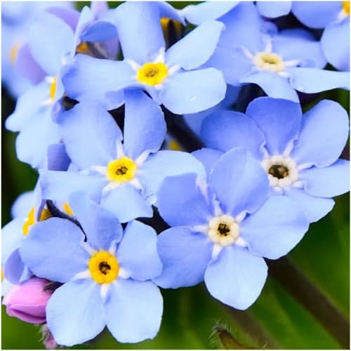 Myosotis alpestris ,Alpine Forget-me-not Seeds , Alpine plant Seeds