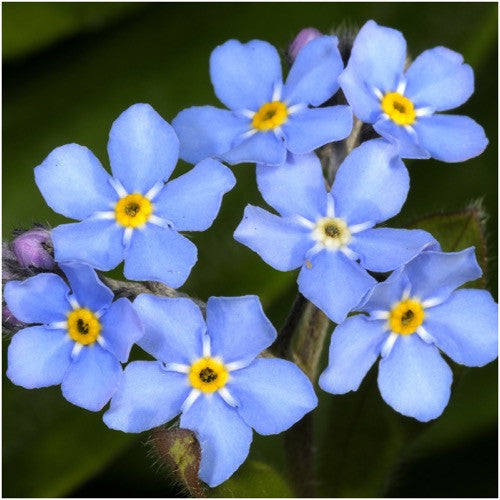 blue forget me not seeds for planting