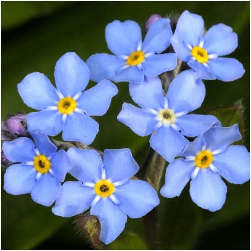 Myosotis (Forget Me Not) Seed, Compindi