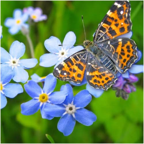 Forget Me Not Seeds 200 PCS (Myosotis Sylvatica)