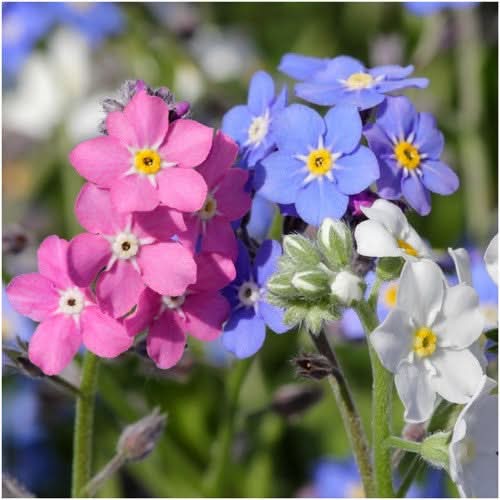 forget me not seed planting Mixed Forget-Me-Not Seeds For Planting (Myosotis alpestris) Seed Needs – Seed Needs LLC