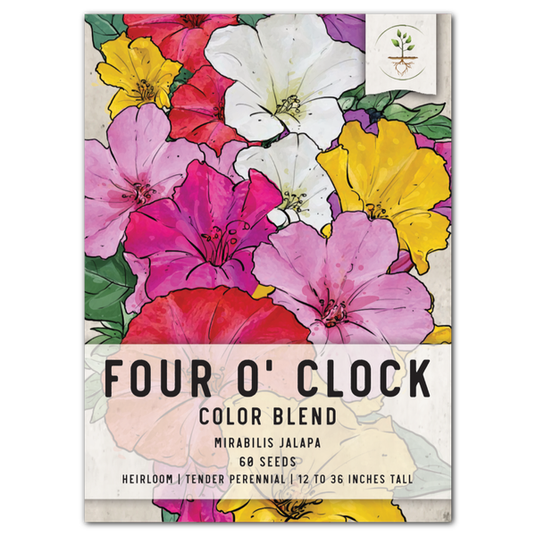 Mixed Four O' Clock Seeds For Planting (Mirabilis jalapa)