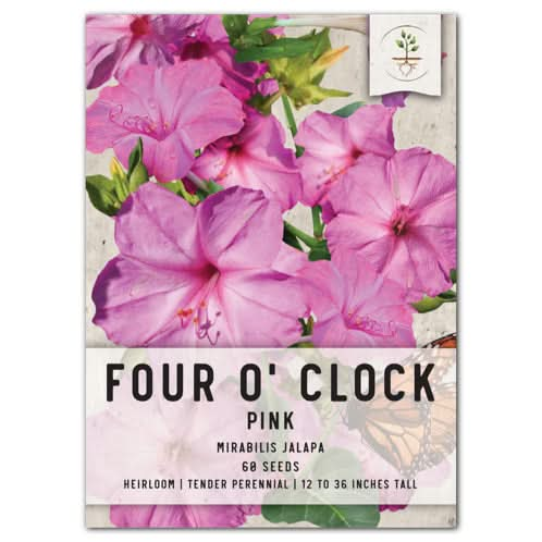 Pink Four O' Clock Seeds For Planting (Mirabilis jalapa)