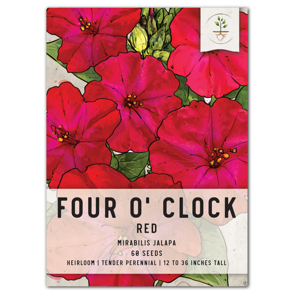 Red Four O' Clock Seeds For Planting (Mirabilis jalapa)