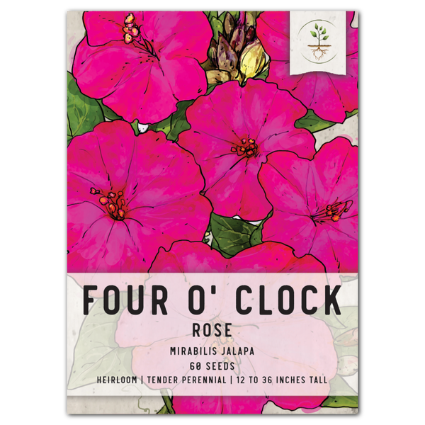 Rose Four O' Clock Seeds For Planting (Mirabilis jalapa)