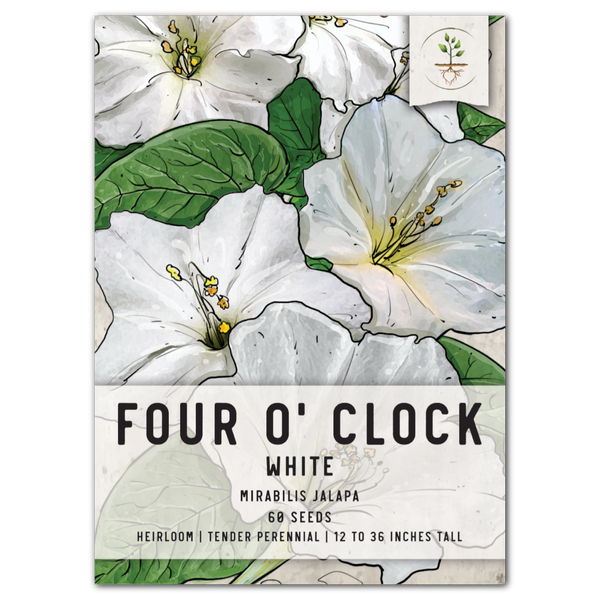 White Four O' Clock Seeds For Planting (Mirabilis jalapa)