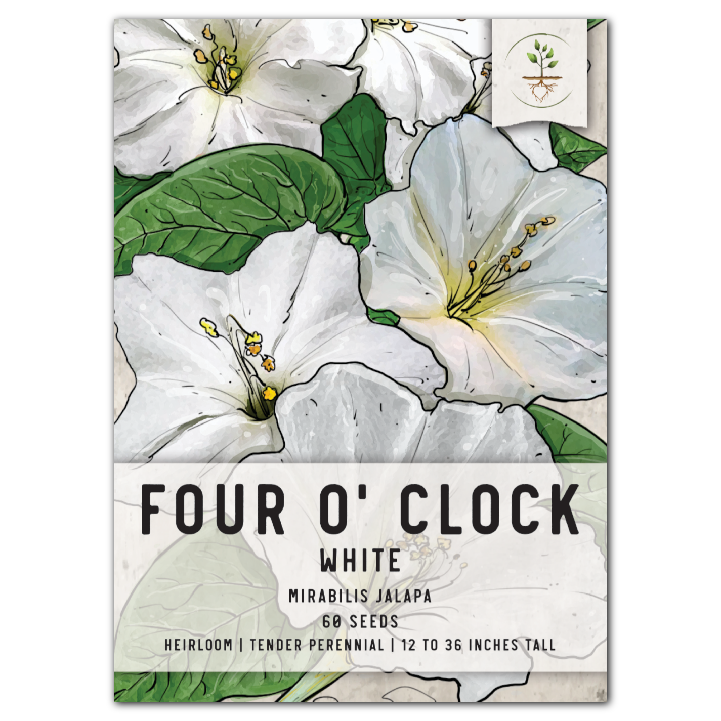 White Four O' Clock Seeds For Planting (Mirabilis jalapa) – Seed
