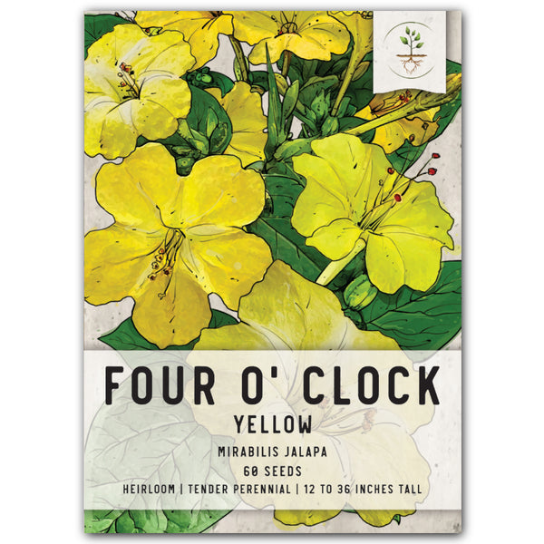 Yellow Four O' Clock Seeds For Planting (Mirabilis jalapa)