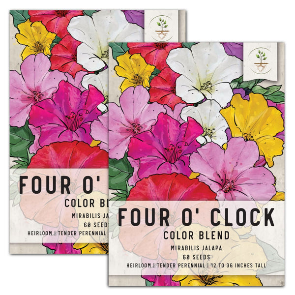 Mixed Four O' Clock Seeds For Planting (Mirabilis jalapa)