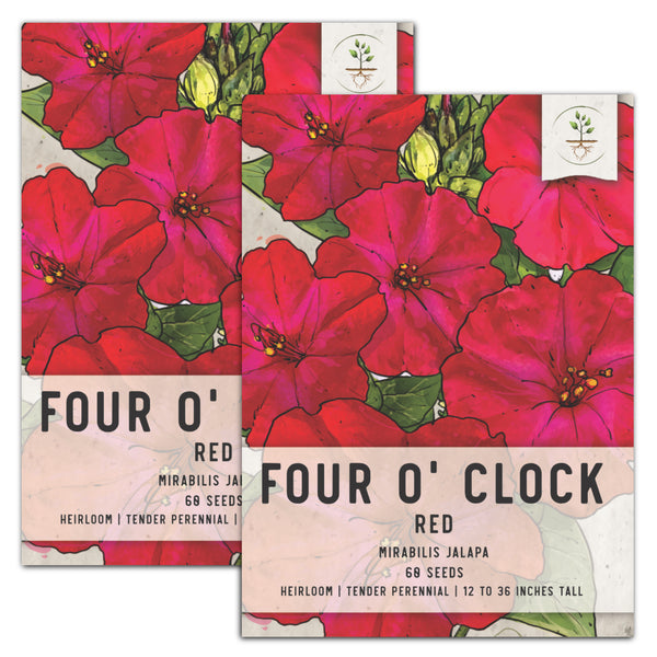 Red Four O' Clock Seeds For Planting (Mirabilis jalapa)