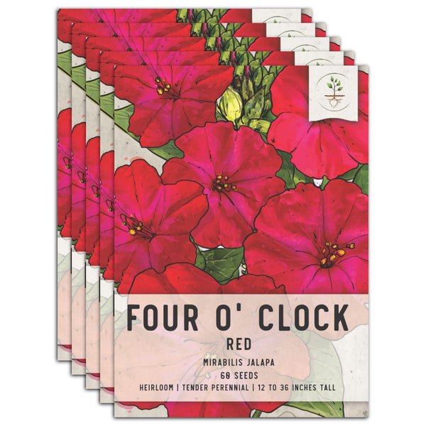 Red Four O' Clock Seeds For Planting (Mirabilis jalapa)